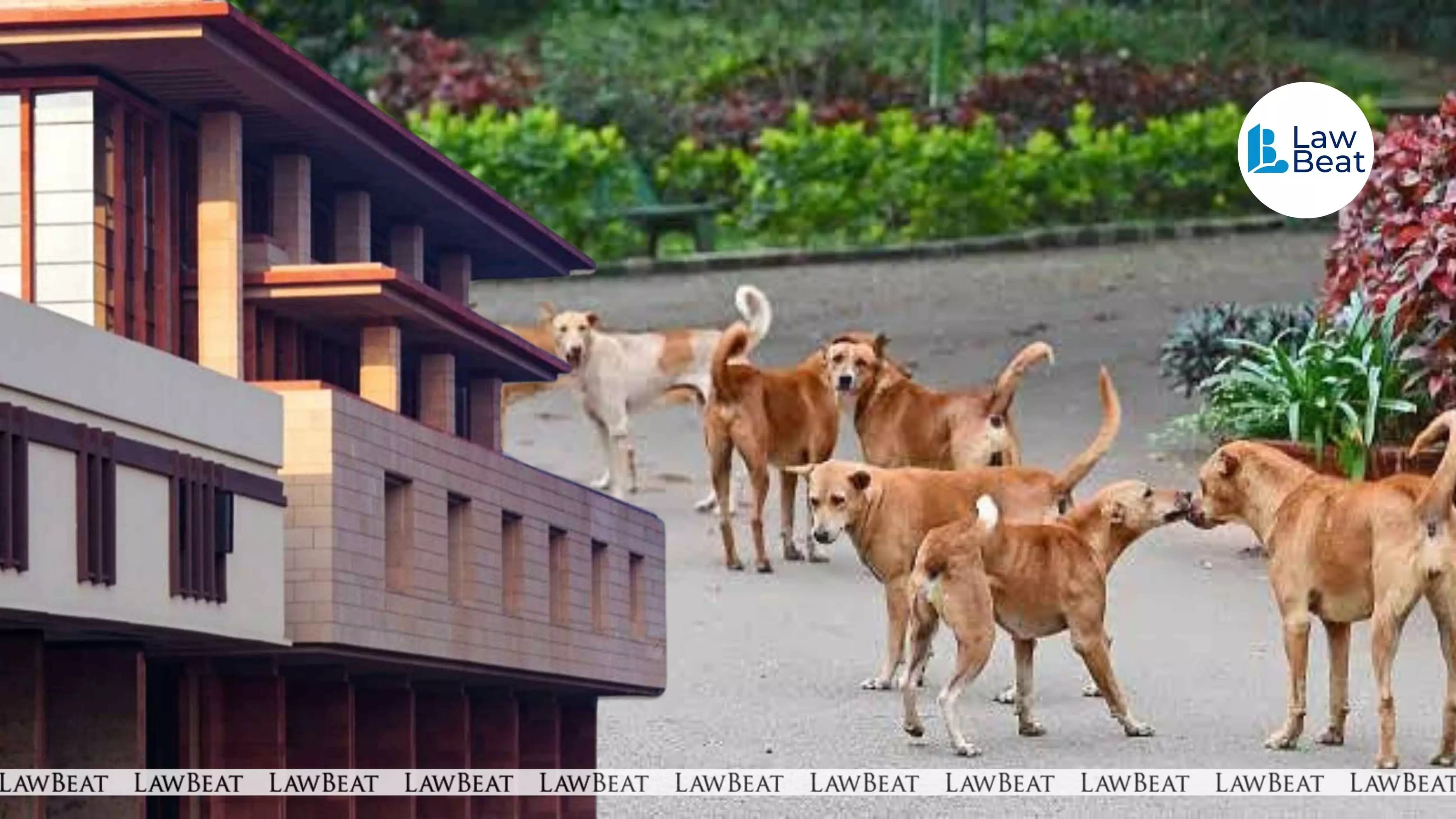 Delhi HC Directs Delhi Govt to Frame Policy for Rehabilitation of Stray Dogs Delhi HC Directs Delhi Govt to Frame Policy for Rehabilitation of Stray Dogs