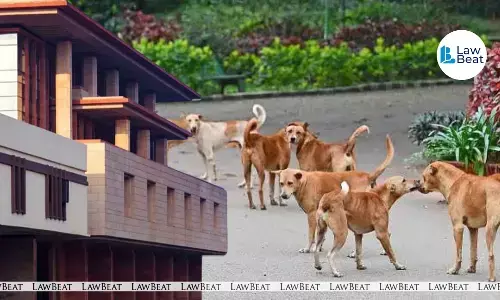 Delhi HC Directs Delhi Govt to Frame Policy for Rehabilitation of Stray Dogs Delhi HC Directs Delhi Govt to Frame Policy for Rehabilitation of Stray Dogs