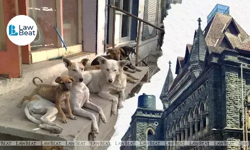 Bombay HC Orders Removal of Bouncers Stopping Stray Dog Feeding, Seeks Panel with Dog Lovers Bombay HC Orders Removal of Bouncers Stopping Stray Dog Feeding, Seeks Panel with Dog Lovers