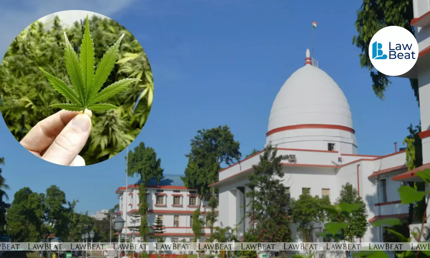 Ganja Covers Only Flowering or Fruiting Tops, Not Leaves or Seeds: Andhra Pradesh High Court Ganja Covers Only Flowering or Fruiting Tops, Not Leaves or Seeds: Andhra Pradesh High Court