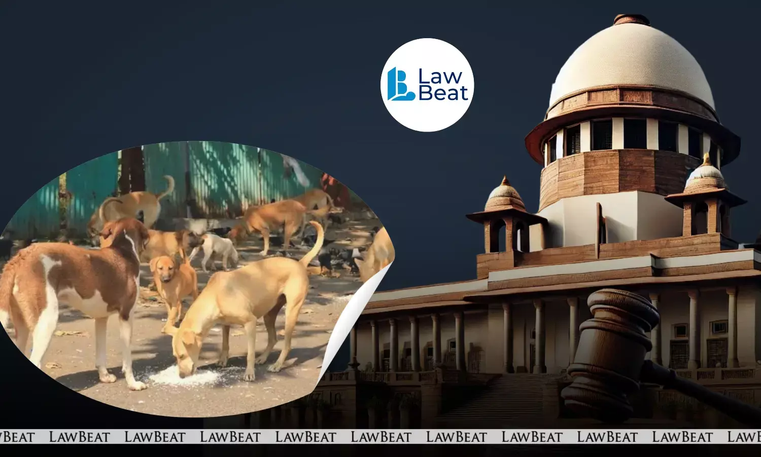 Supreme Court Steps In on Stray Dog Menace, Seeks Action on Rabies Fatalities Supreme Court Steps In on Stray Dog Menace, Seeks Action on Rabies Fatalities