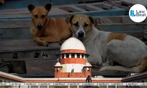 Stray dogs to be removed from Delhi NCR: Supreme Court Stray dogs to be removed from Delhi NCR: Supreme Court