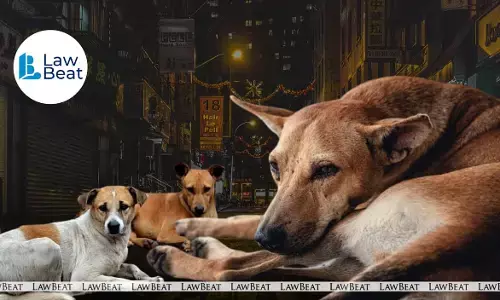 After SC, Rajasthan High Court directs removal of stray dogs, other animals from city roads After SC, Rajasthan High Court directs removal of stray dogs, other animals from city roads