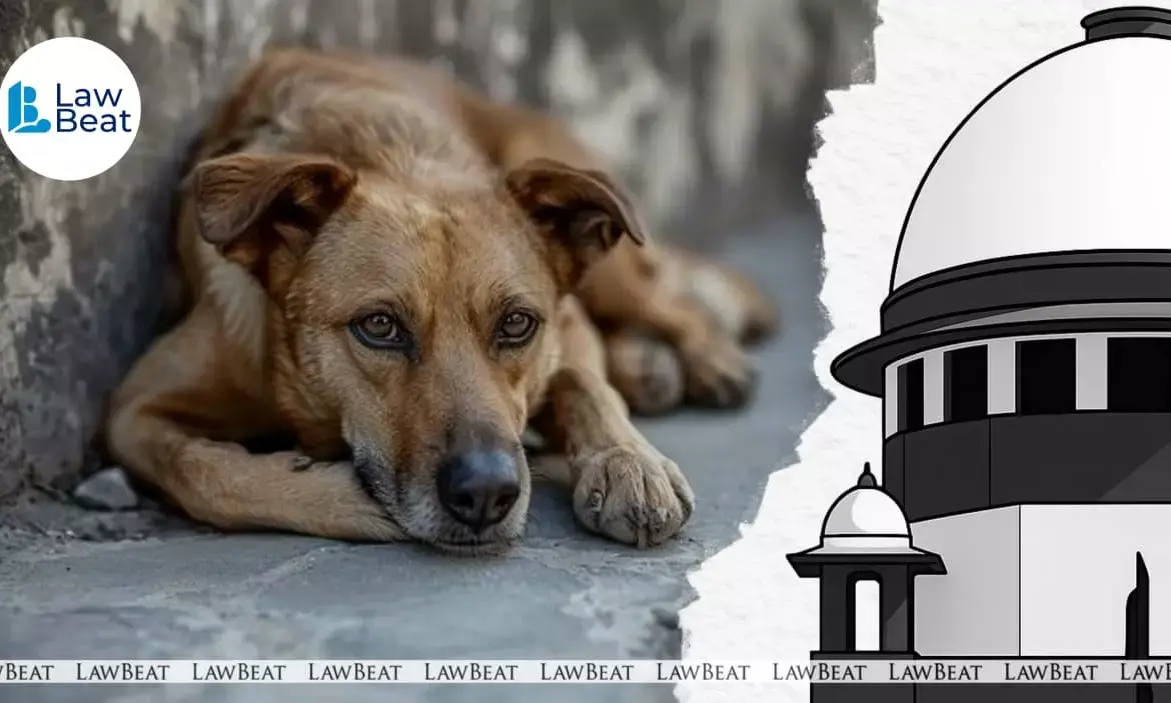 Deposit sums with Registry and be heard: SC to Dog Lovers, NGOs Deposit sums with Registry and be heard: SC to Dog Lovers, NGOs