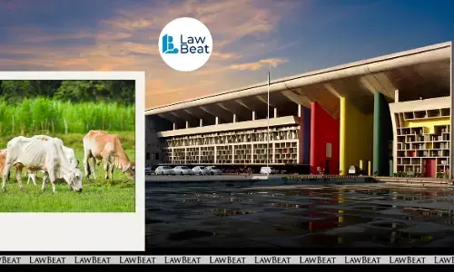 Cow is Integral to India’s Agrarian Ethos: Punjab & Haryana HC Denies Pre-arrest Bail in Cow Slaughter Case