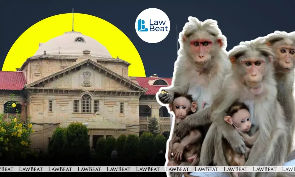 Allahabad High Court holds officials accountable for Ghaziabad monkey menace Allahabad High Court holds officials accountable for Ghaziabad monkey menace