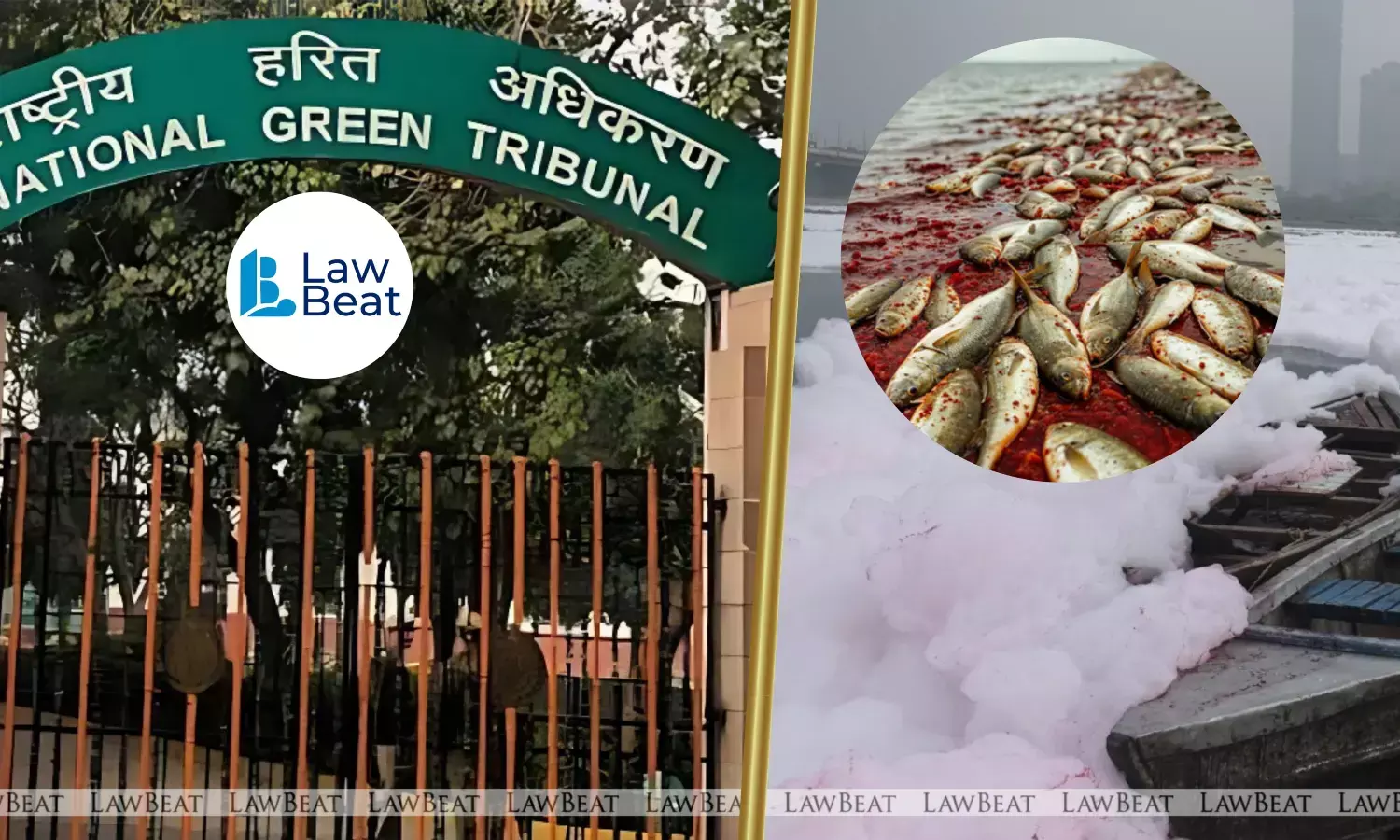 Thousands of Dead Fish in Yamuna Spark NGT Action; CPCB Asked to Coordinate States Thousands of Dead Fish in Yamuna Spark NGT Action; CPCB Asked to Coordinate States