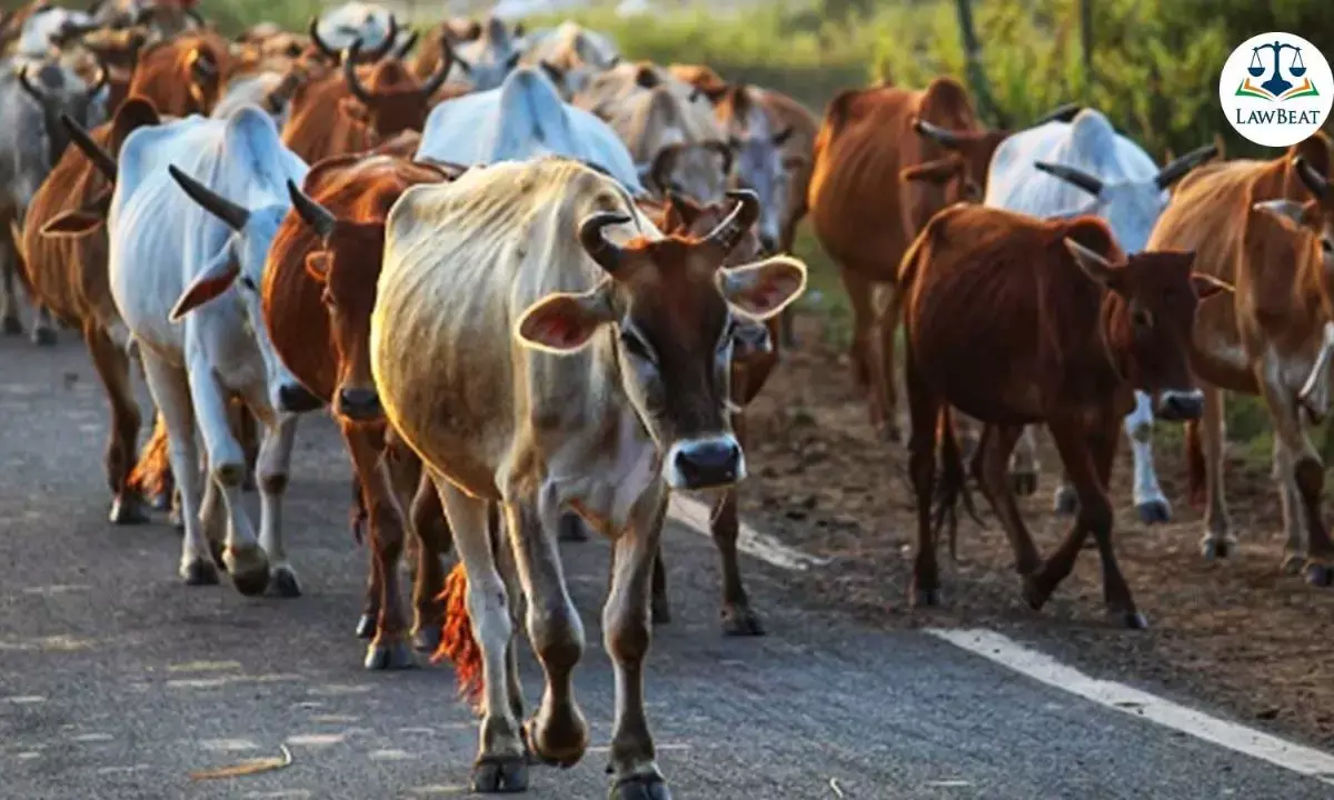 Allahabad High Court criticizes casual cow slaughter FIRs, orders UP officials explanation Allahabad High Court criticizes casual cow slaughter FIRs, orders UP officials explanation