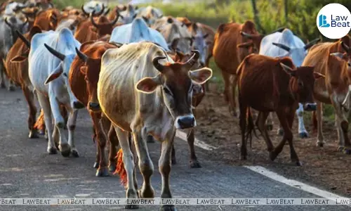 Allahabad High Court criticizes UP government failure on cow vigilantism and mob lynching