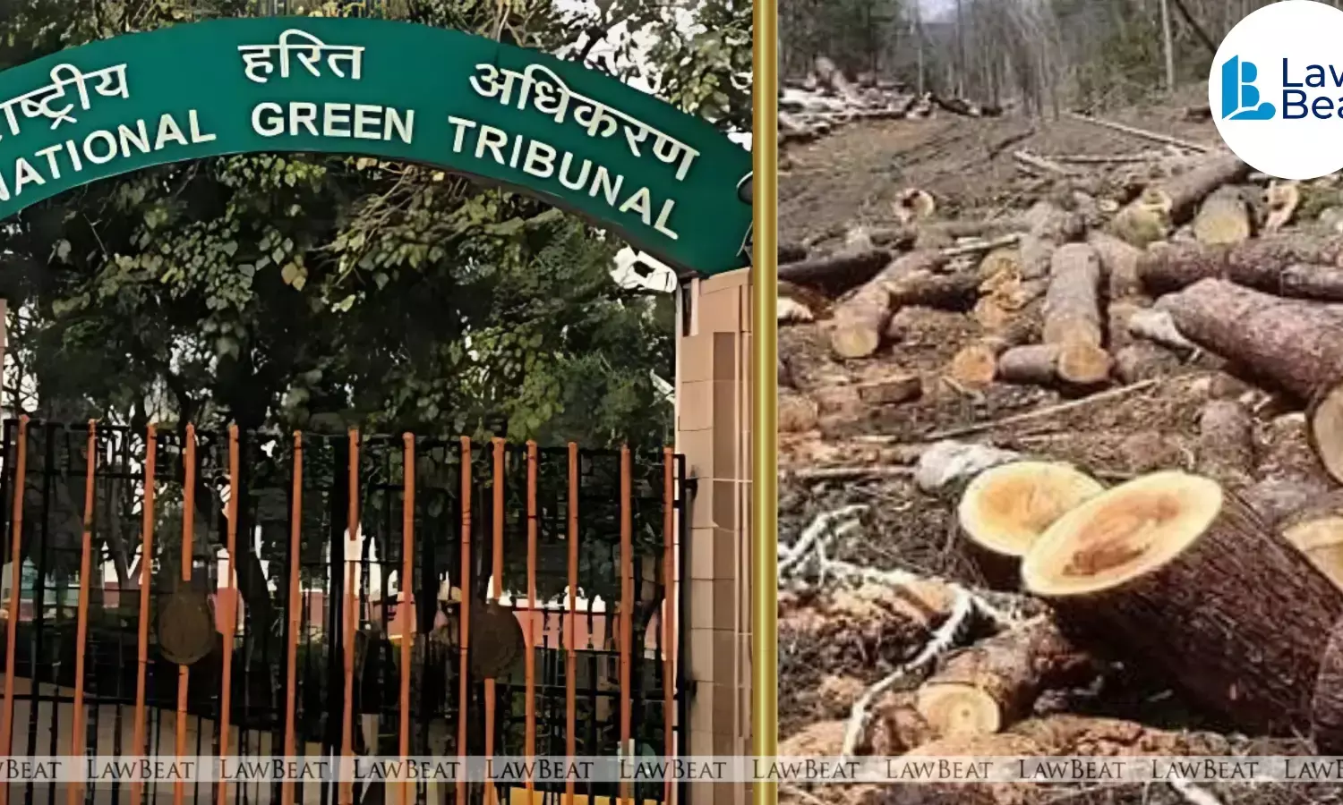 NGT Directs Action Over Illegal Tree Felling in Delhi’s Civil Lines Area NGT Directs Action Over Illegal Tree Felling in Delhi’s Civil Lines Area