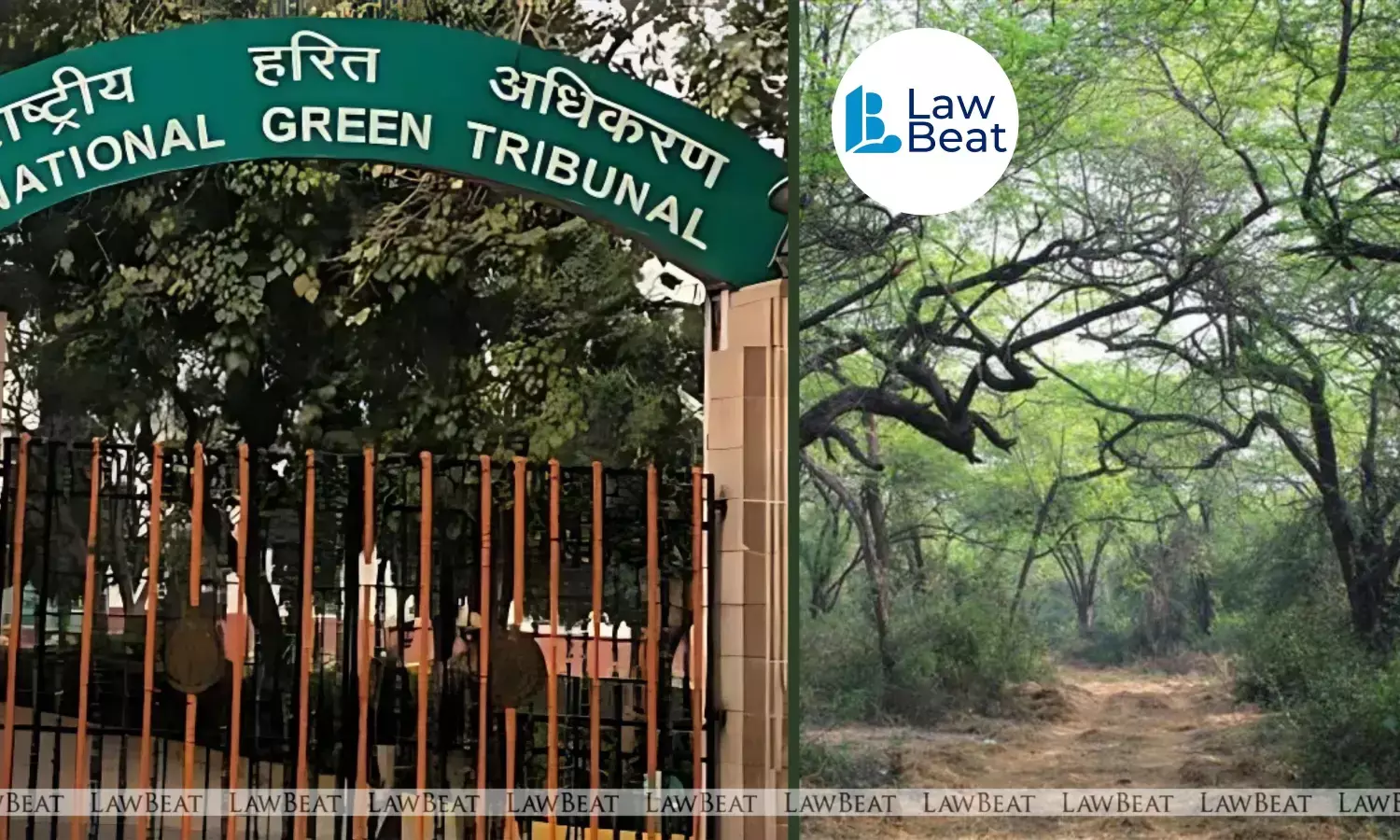 ‘Lungs Of Delhi’ To Get Legal Protection: NGT Told Ridge Notification Approved By CM And LG ‘Lungs Of Delhi’ To Get Legal Protection: NGT Told Ridge Notification Approved By CM And LG