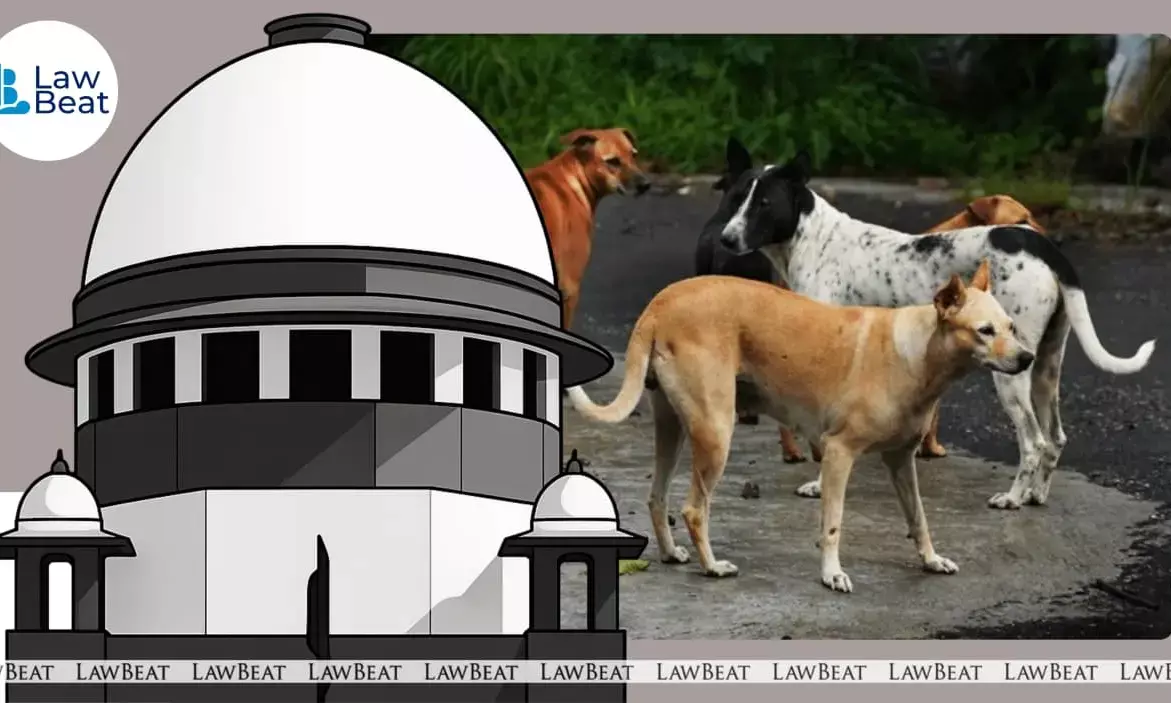 Euthanise Rabid, Aggressive Stray Dogs To Curb Threat To Human Life: Supreme Court