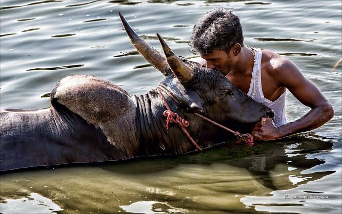 “Only Native Bull allowed in Jallikattu, Foreign/Hybrid breeds Not Fit for Event”: Madras High Court