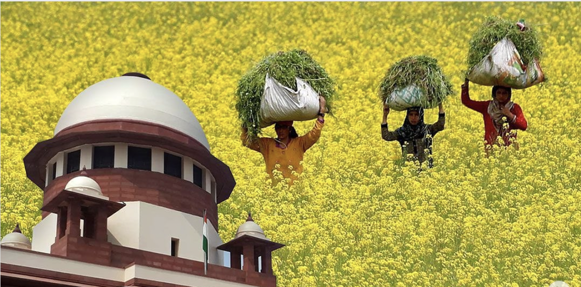 Supreme Court to hear Centres plea for environmental release of GM Mustard on September 26 Supreme Court to hear Centres plea for environmental release of GM Mustard on September 26