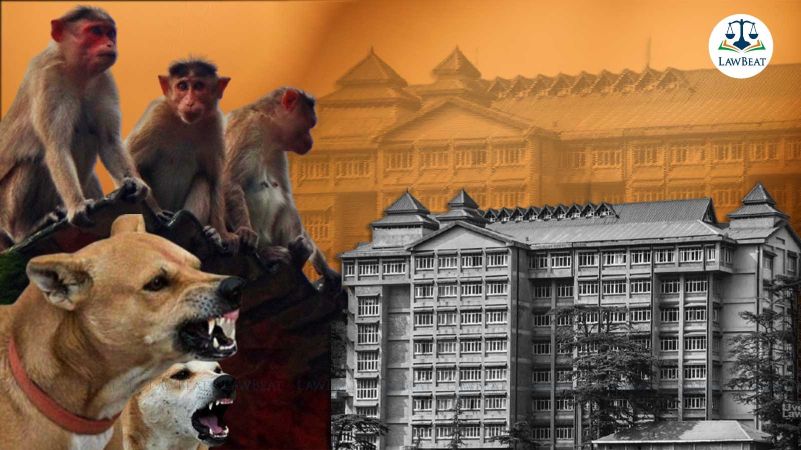 Himachal Pradesh High Court asks Animal Welfare Board to suggest practical solutions for monkey, stray dog menace